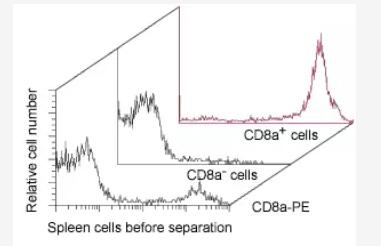 Isolation of CD8a+ cells from rat spleen using CD8a MicroBeads, a MidiMACS Separator, and an LS Column.